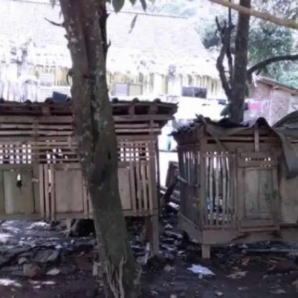 Flu Burung Muncul Lagi di Bondowoso Setelah 9 Tahun