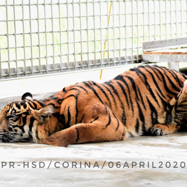KLHK Terus Selamatkan Harimau Sumatera di Tengah Pandemi Covid-19