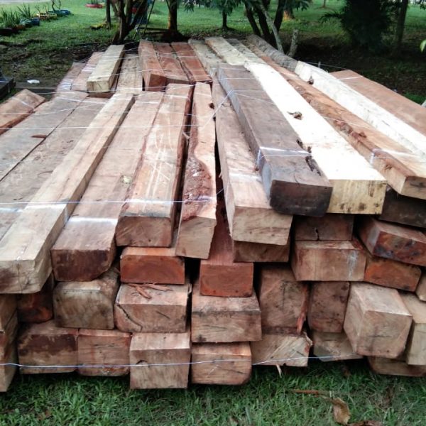 Kasus Illegal Logging di Ketapang Segera Disidangkan