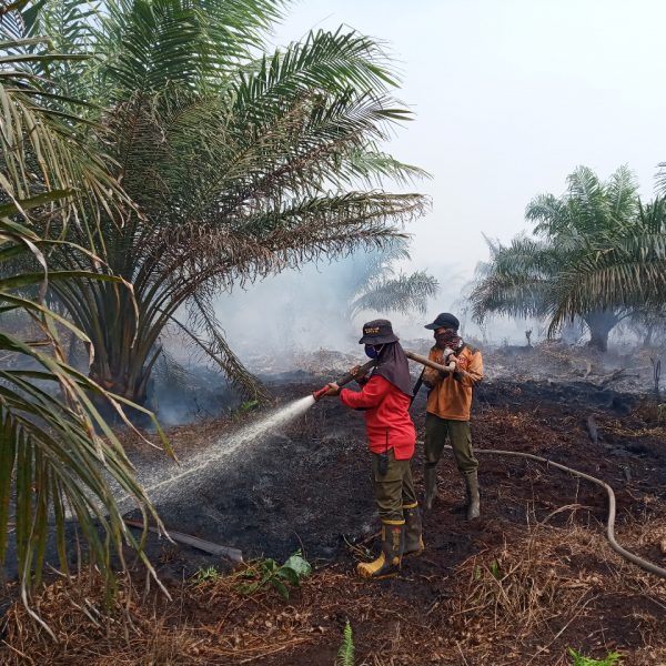 Rakorsus Tingkat Menteri Digelar, Antisipasi Karhutla di 2021