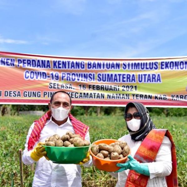 Panen Kentang di Tanah Karo, Gubernur Sumut Dukung Pengolahan Hasil Pertanian