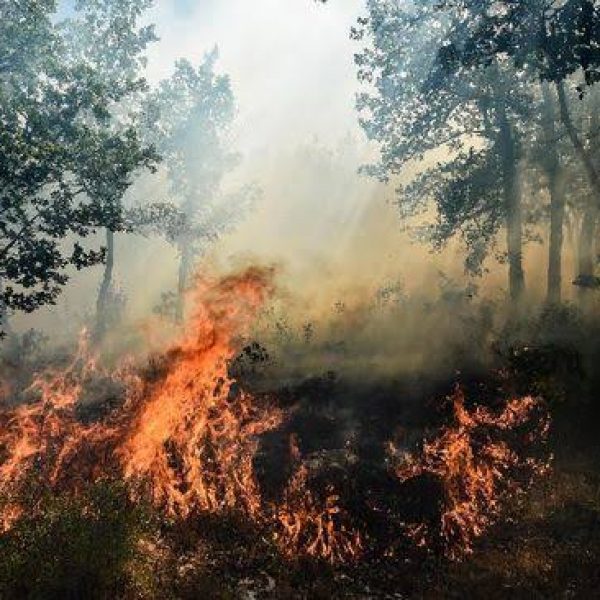 KLHK Segel Lahan Karhutla di Area 4 Perusahaan di Kalimantan Barat